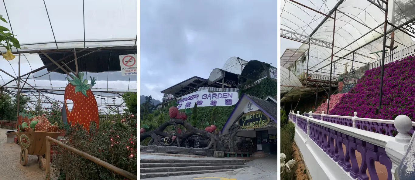 草莓园、薰衣草花园